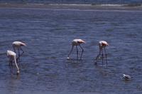 Flamingos in der Lagune von Walvis Bay