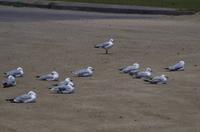 Atlantikmöwen - coole Choreo