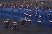 Flamingos in der Lagune von Walvis Bay