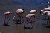 Flamingos in der Lagune von Walvis Bay