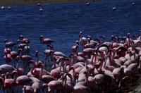 Flamingos in der Lagune von Walvis Bay