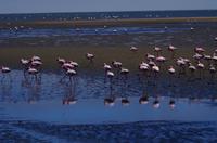 Flamingos in der Lagune von Walvis Bay