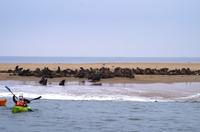 Robbenkolonie in der Lagune