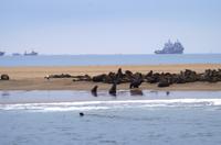 Robbenkolonie in der Lagune