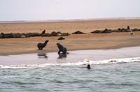 Robbenkolonie in der Lagune