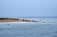 Robbenkolonie in der Lagune