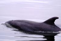 Tümmler in der Lagune