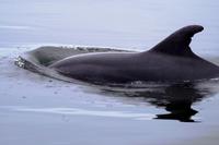 Tümmler in der Lagune