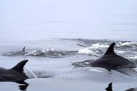 Tümmler in der Lagune