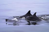 Tümmleroder bottlenose dolphin