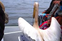 Bootsfahrt in der Lagune von Walvis Bay