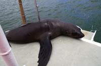 Och, mir ist langweilig