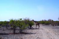 Erste Pirschfahrt im Etosha