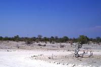 Erste Pirschfahrt im Etosha