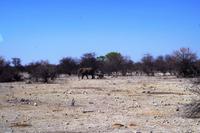 Erste Pirschfahrt im Etosha