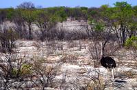 Erste Pirschfahrt im Etosha