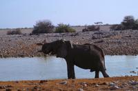 Etosha Nationalpark