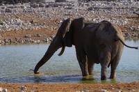 Etosha Nationalpark