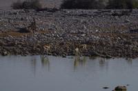 Etosha Nationalpark - Springböcke