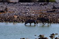 Etosha Nationalpark - Springböcke und Oryxe