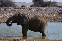 Etosha Nationalpark