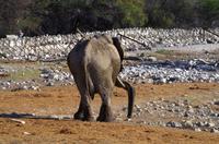 Etosha Nationalpark