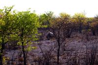 Etosha Nationalpark - erstes Spitzmaulnashorn