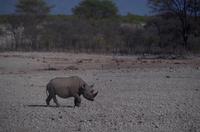Etosha Nationalpark - Spitzmaulnashorn