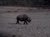 Etosha Nationalpark - Spitzmaulnashorn