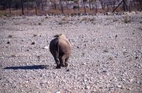 Etosha Nationalpark - Spitzmaulnashorn
