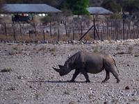 Etosha Nationalpark - gereiztes Spitzmaulnashorn