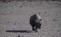 Etosha Nationalpark - gereiztes Spitzmaulnashorn