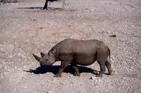 Etosha Nationalpark - Spitzmaulnashorn