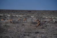Etosha Nationalpark - Springböcke