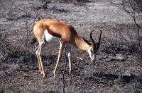 Etosha Nationalpark - Springbock