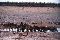 Etosha Nationalpark