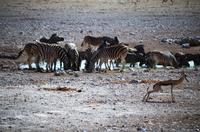 Etosha Nationalpark