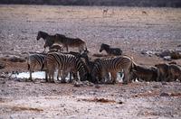 Etosha Nationalpark