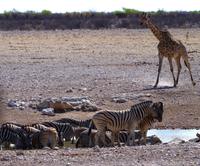 Etosha Nationalpark