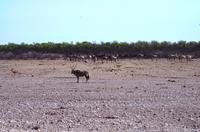 Etosha Nationalpark