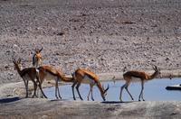 Etosha Nationalpark
