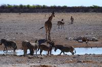 Etosha Nationalpark