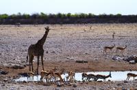 Etosha Nationalpark