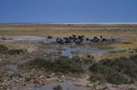 Etosha Nationalpark