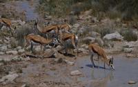 Etosha Nationalpark - Springböcke