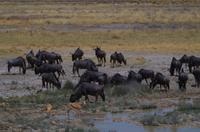Etosha Nationalpark - Gnus