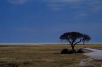 Etosha Nationalpark - an der Pfanne