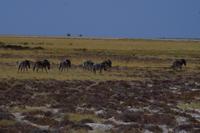 Etosha Nationalpark - Zebras