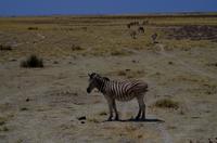 Etosha Nationalpark - Zebras
