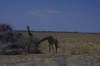 Etosha Nationalpark - Giraffen